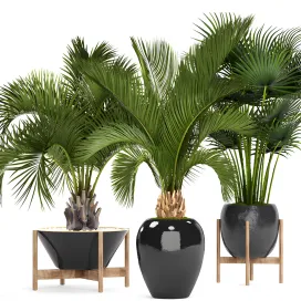 Collection of plants palm trees